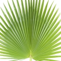 Palm Leaf